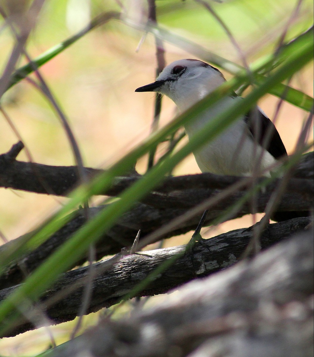 Pied Water-Tyrant - ML616435532