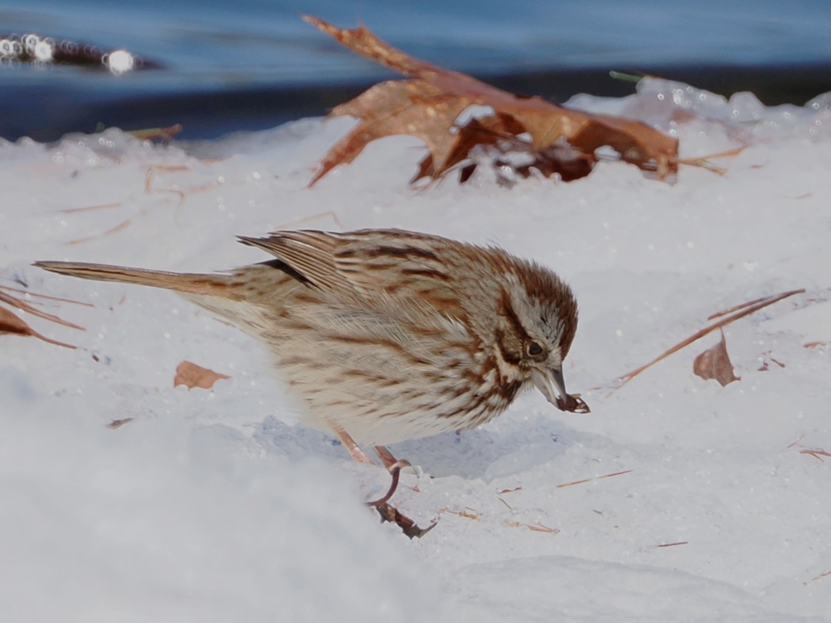 Song Sparrow - ML616435541