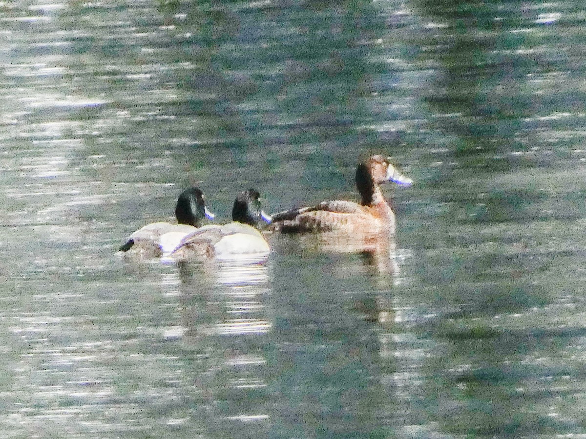 Greater Scaup - ML616435587