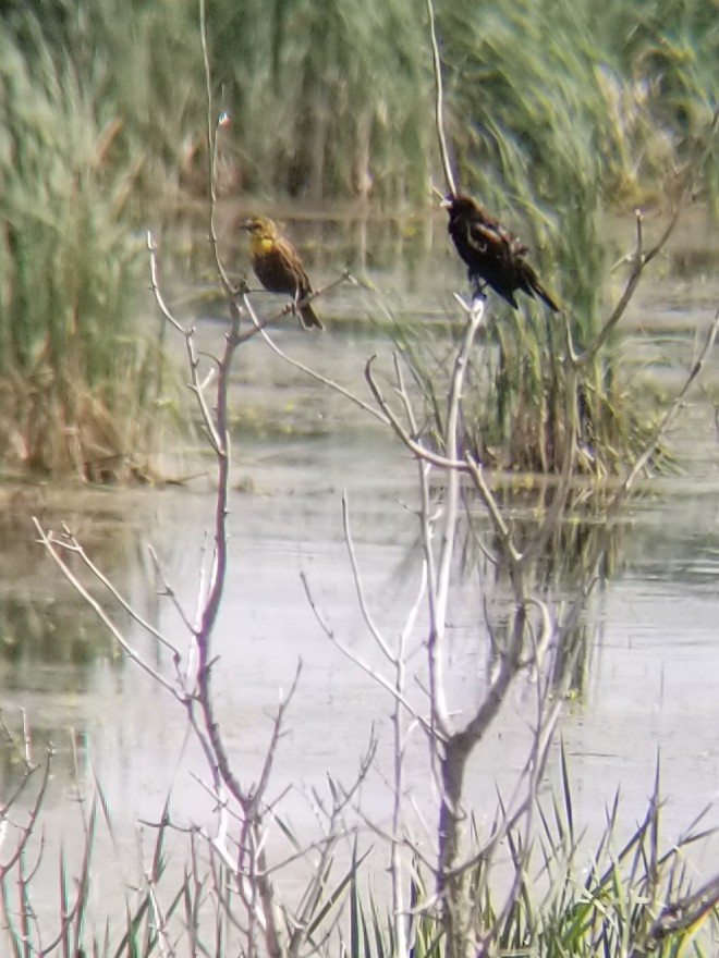 Yellow-headed Blackbird - Aric Gjervold