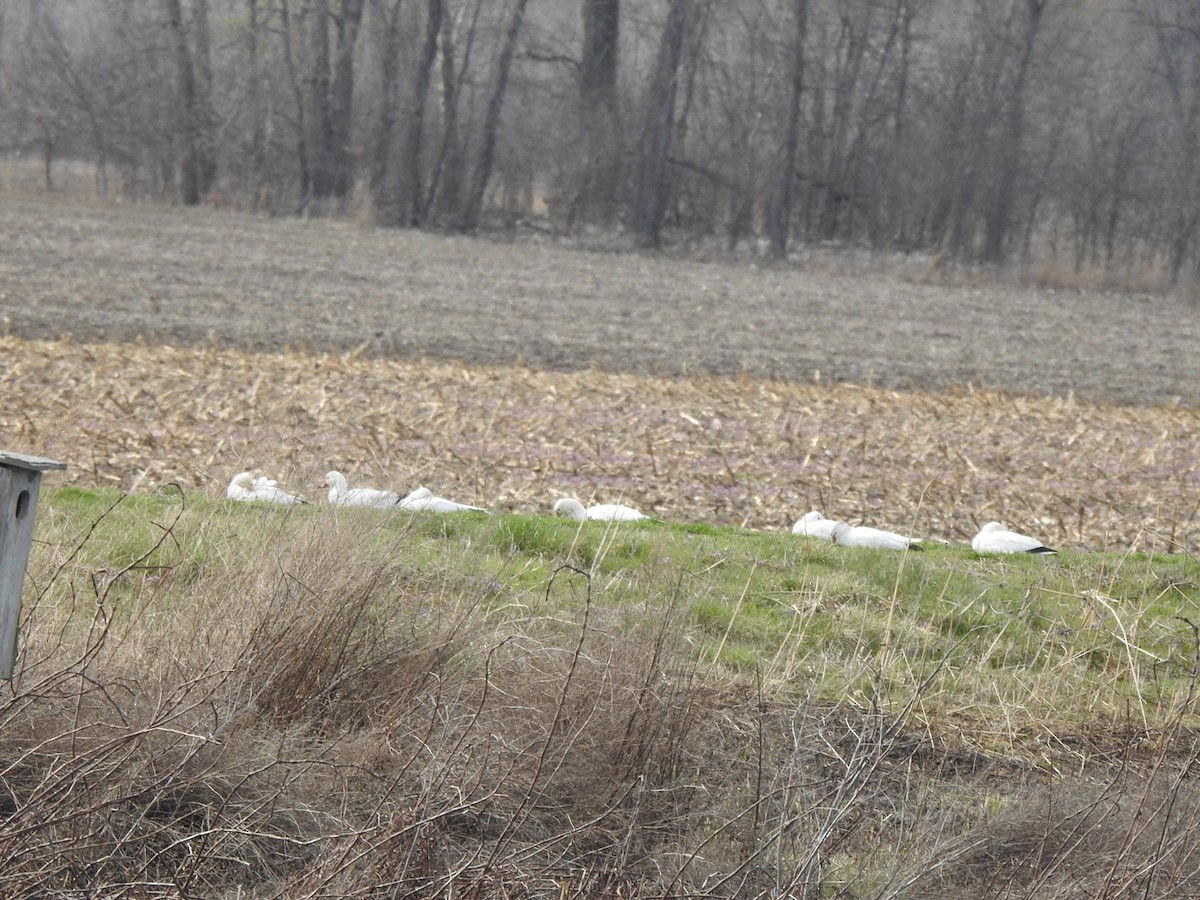 Ross's Goose - ML616435600