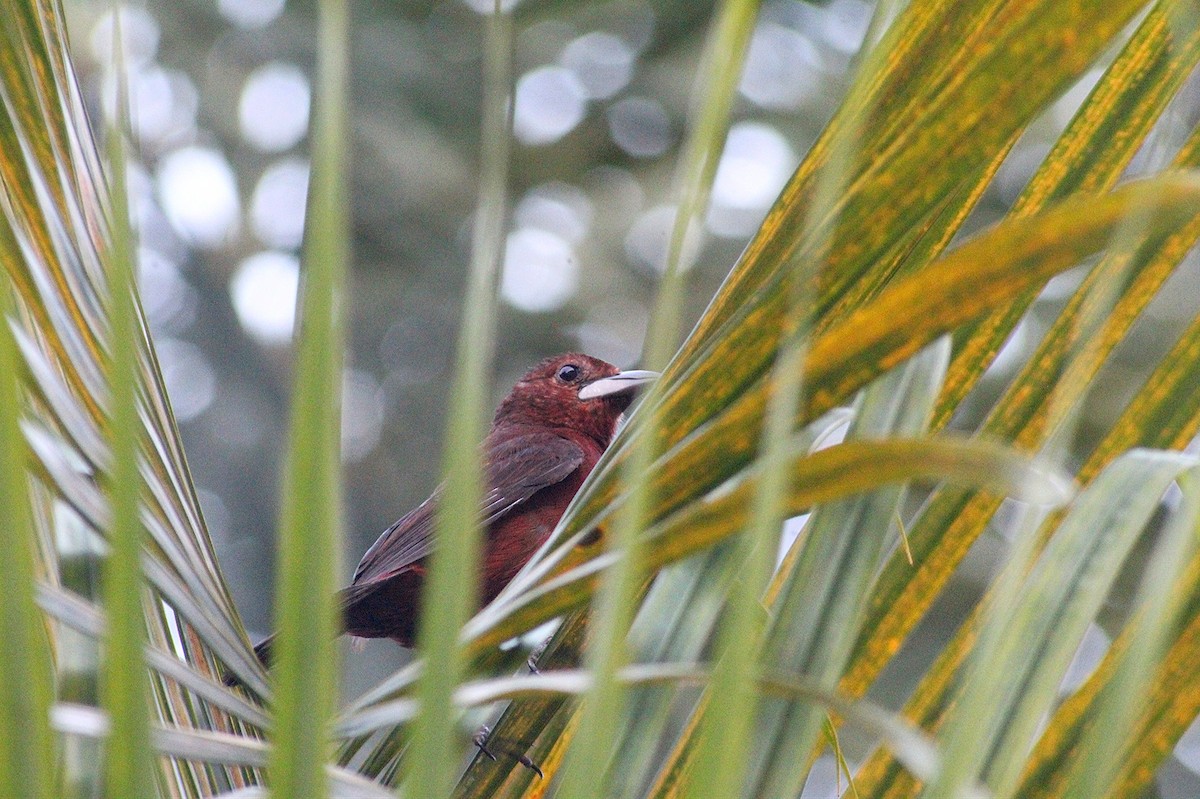 Silver-beaked Tanager - ML616435623