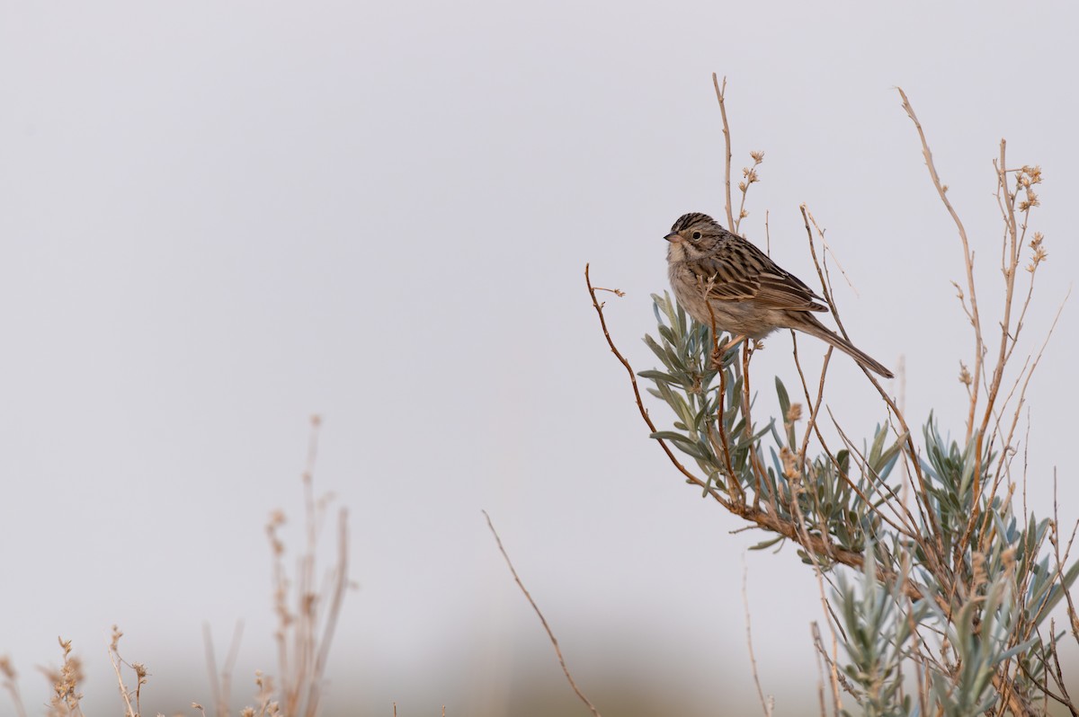 Brewer's Sparrow - Cameron Hunter