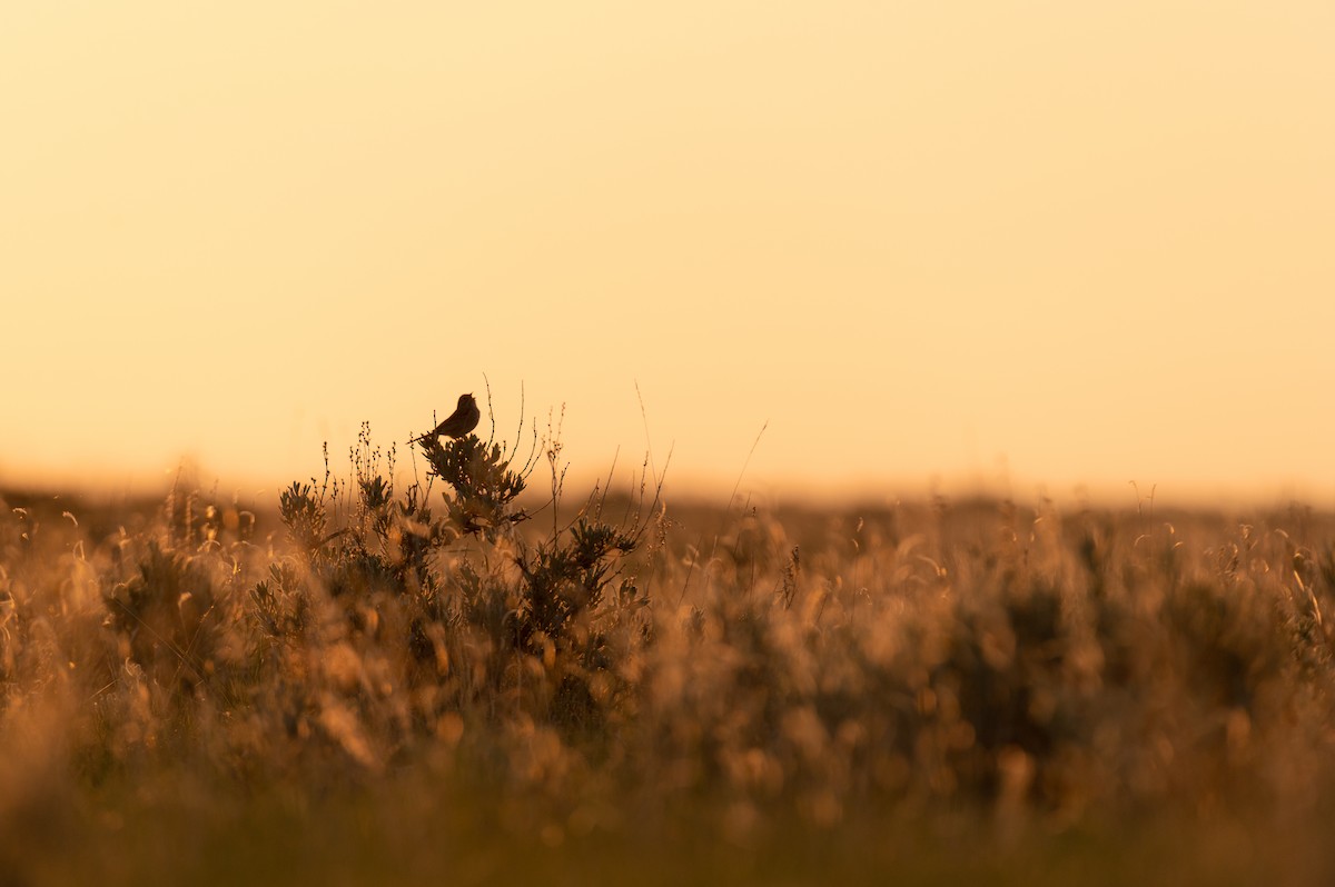 Brewer's Sparrow - ML616435684