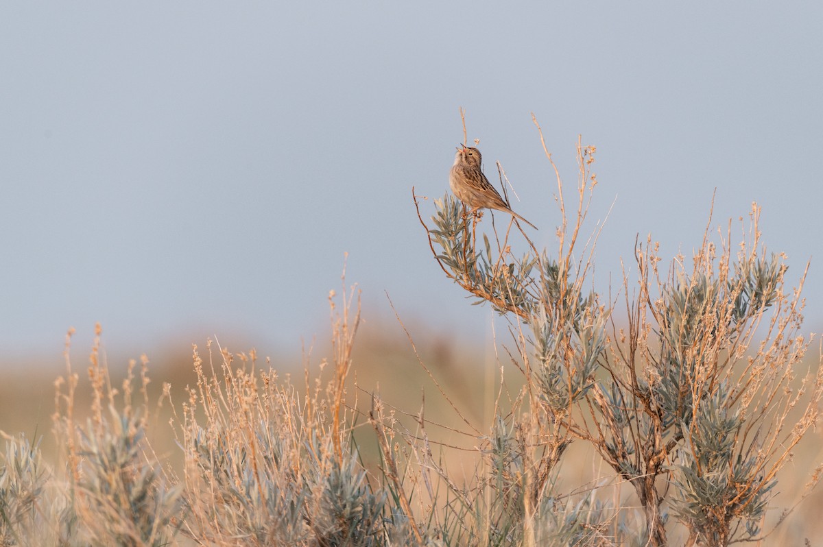 Brewer's Sparrow - Cameron Hunter