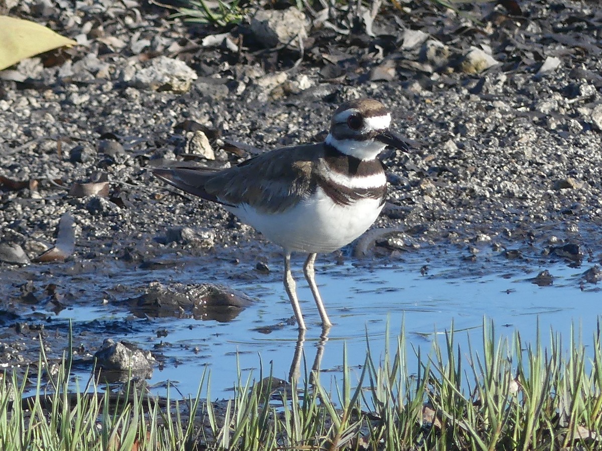 Killdeer - ML616435692
