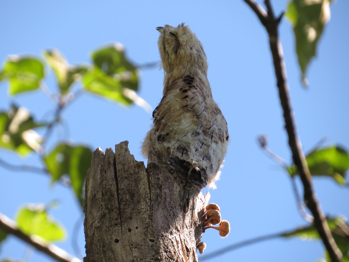 Common Potoo - Tom Mickel