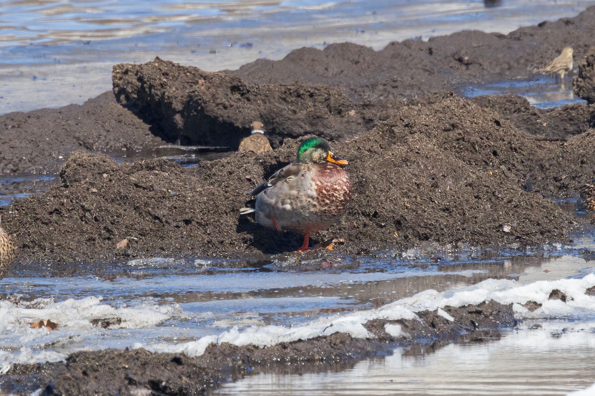 Canard colvert - ML616435823