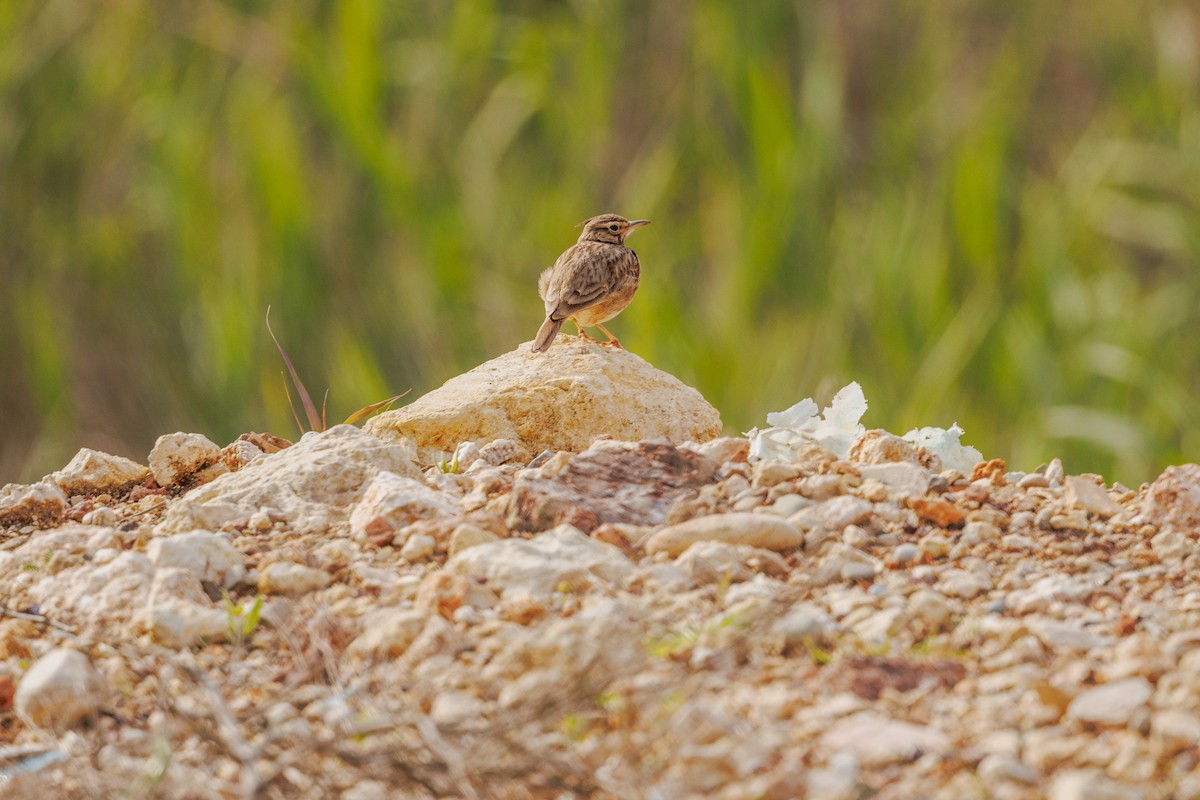 Crested Lark - Iain Robson