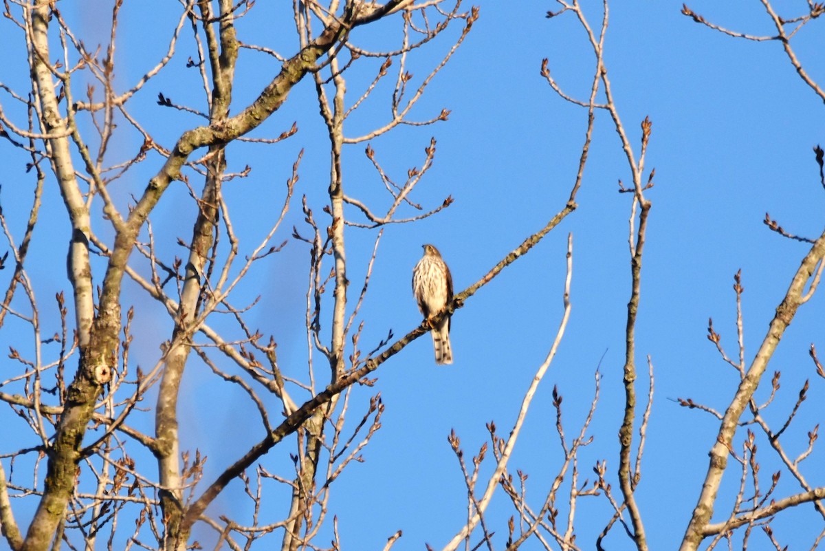 Sharp-shinned Hawk - ML616435864