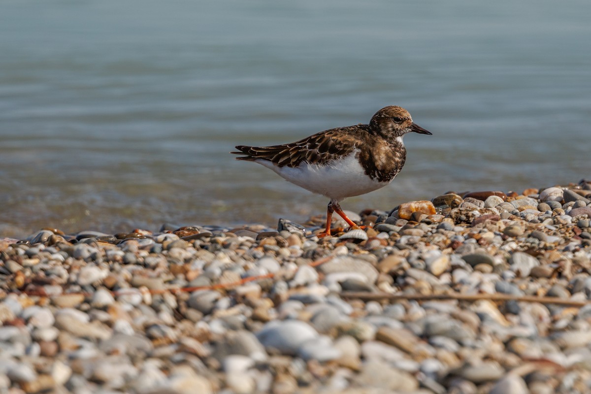 Ruddy Turnstone - ML616435889