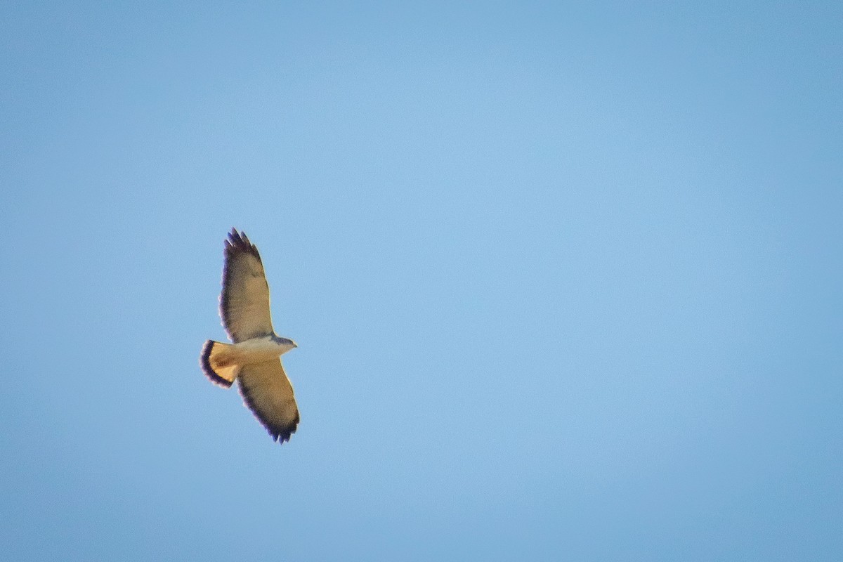 Variable Hawk - Raúl Irarrazabal Rojas