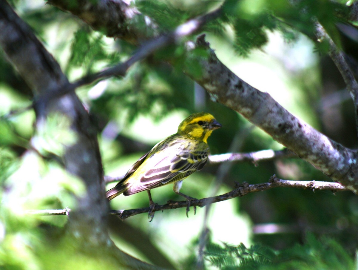 White-bellied Canary - ML616435937