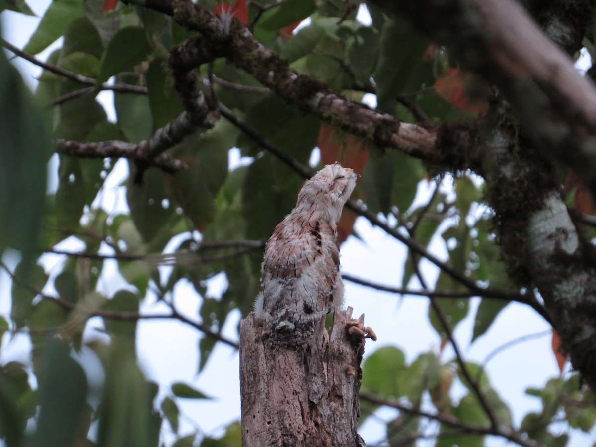 Common Potoo - Tom Mickel