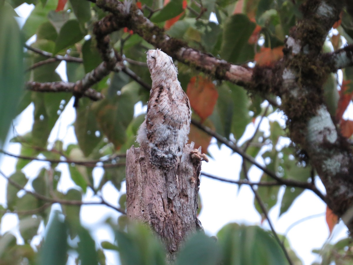 Common Potoo - Tom Mickel