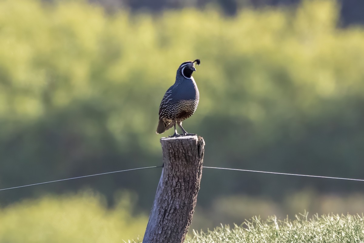 California Quail - ML616435955