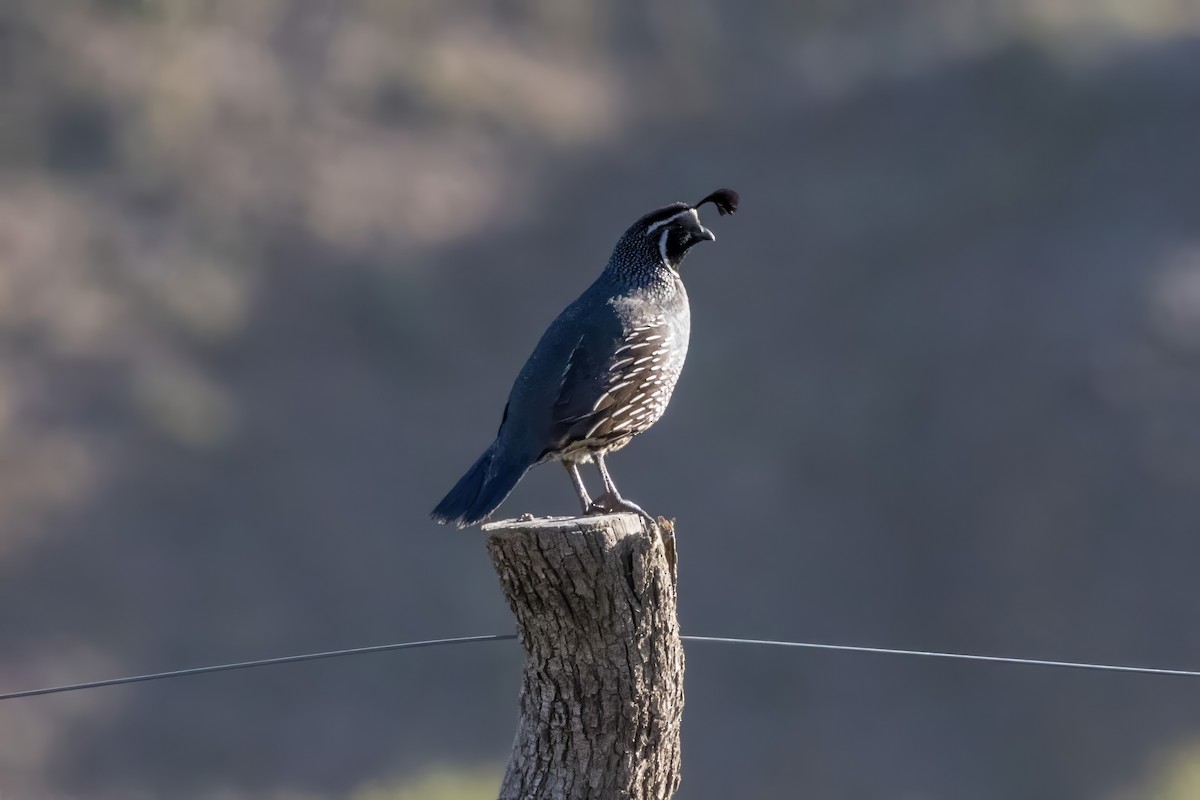 California Quail - ML616435957