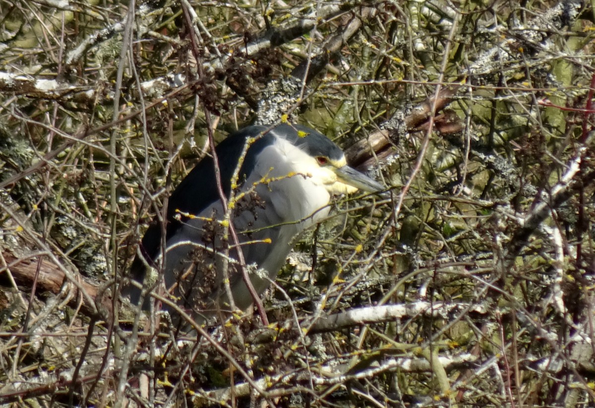 Black-crowned Night Heron - ML616436013