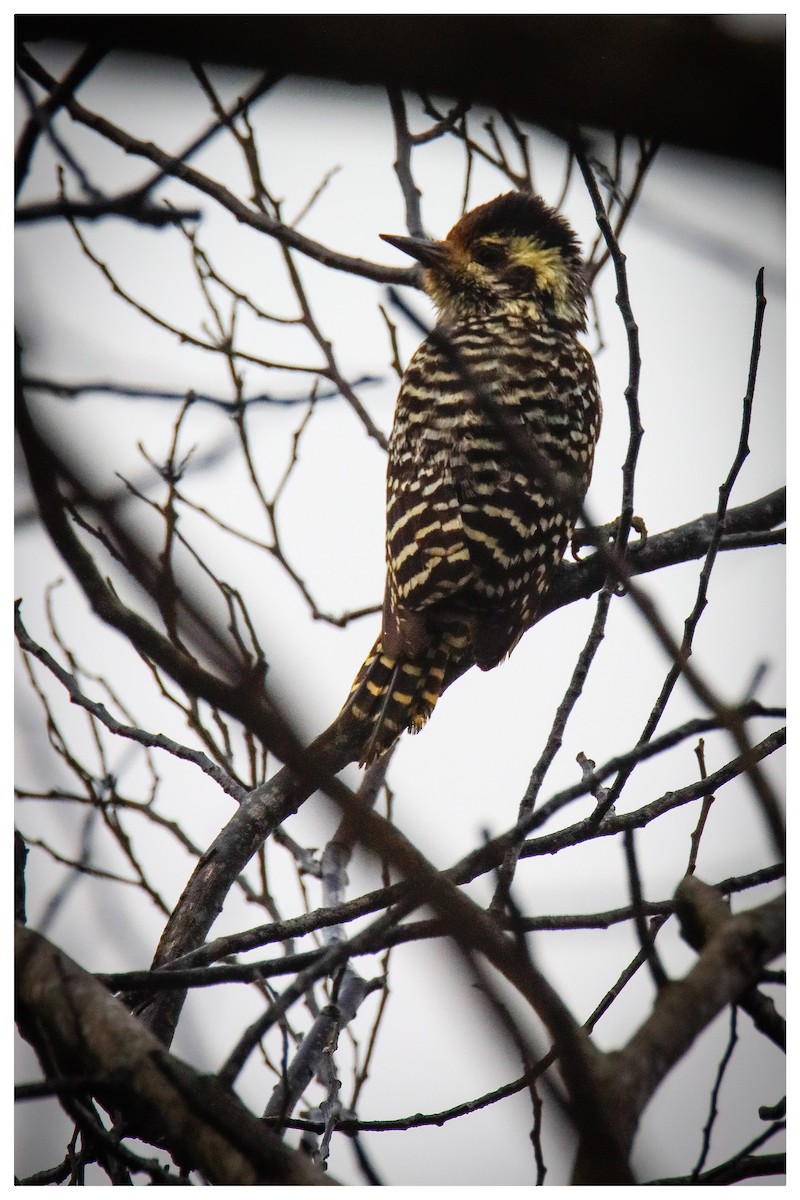 Striped Woodpecker - ML616436014