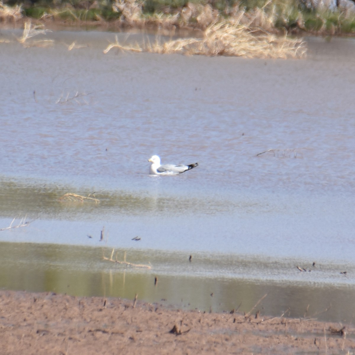 Ring-billed Gull - ML616436021