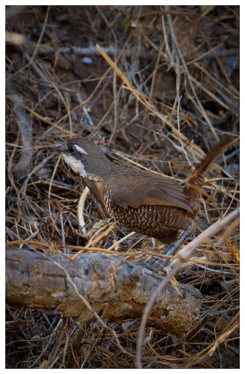 Weißbarttapaculo - ML616436057