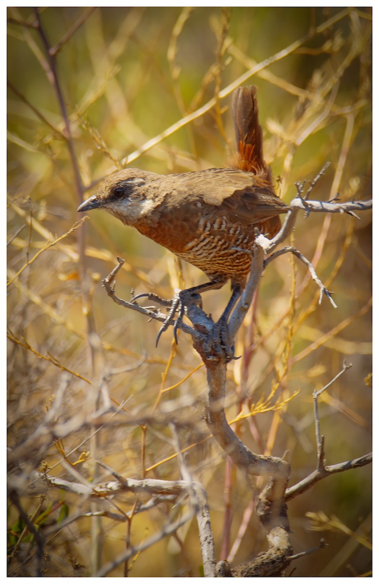 Weißbarttapaculo - ML616436058