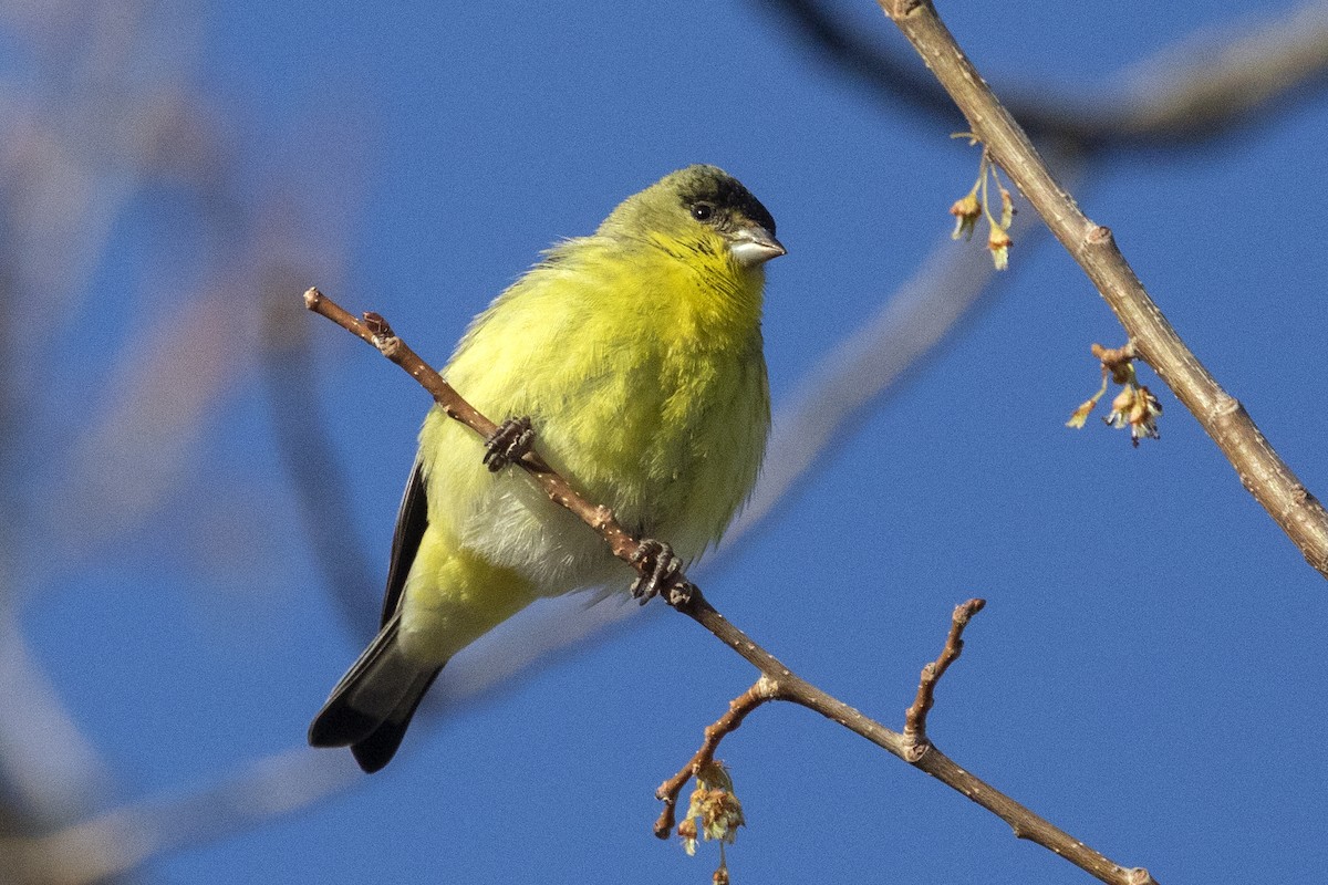 Lesser Goldfinch - Richard Bunn