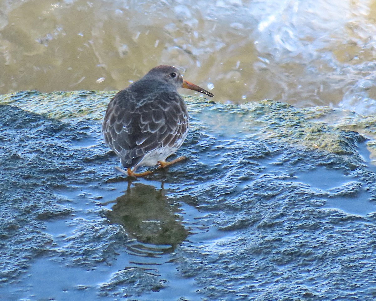 Purple Sandpiper - ML616436166