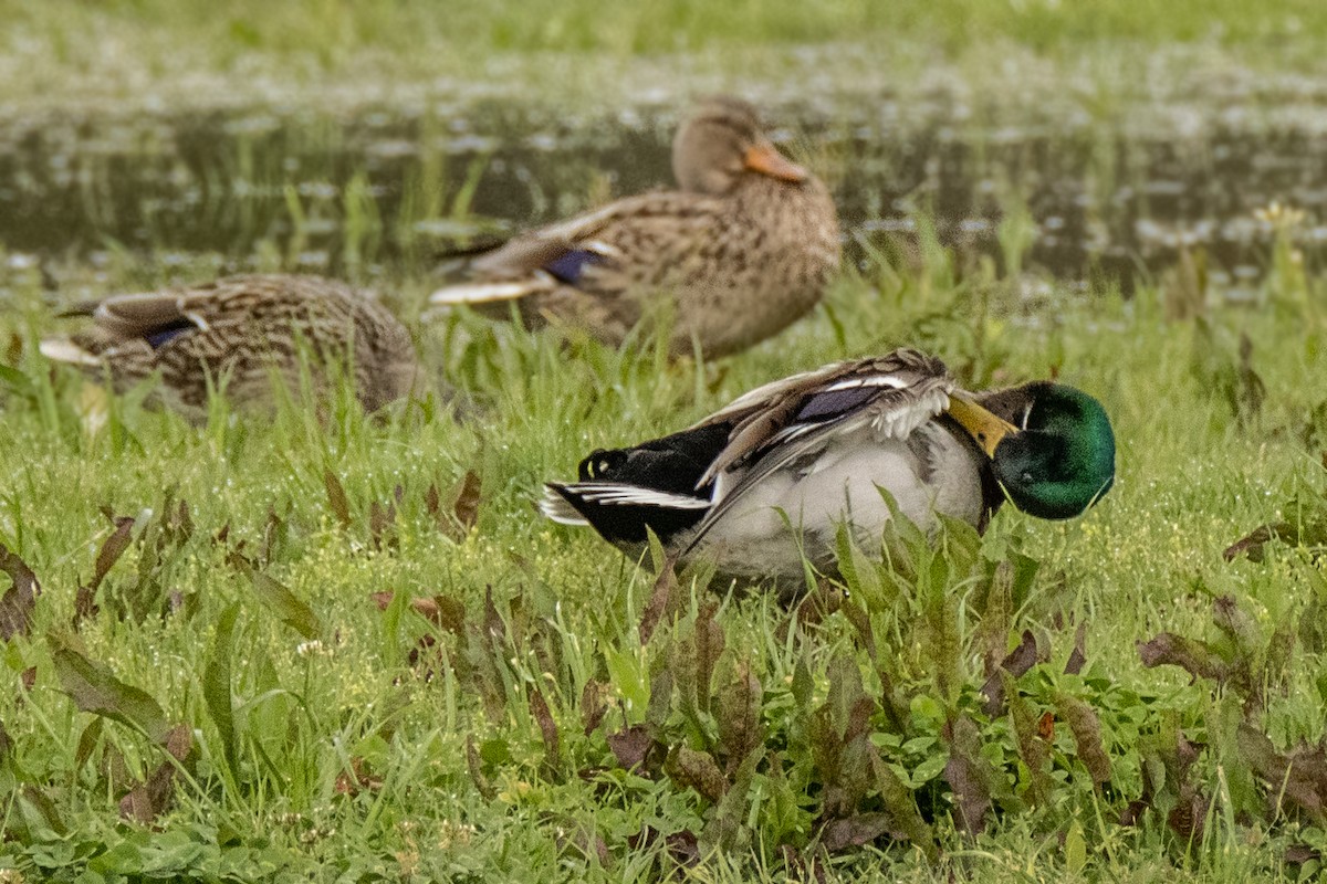 Canard colvert - ML616436167