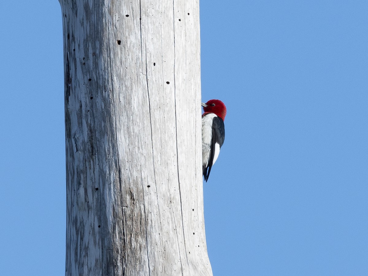Red-headed Woodpecker - ML616436168