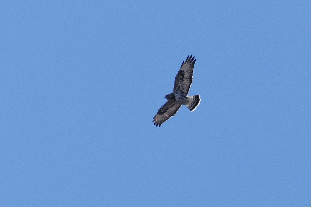 Rough-legged Hawk - ML616436200