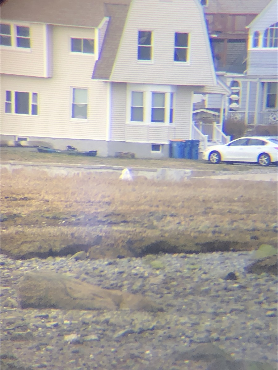 Белая сова - ML616436211