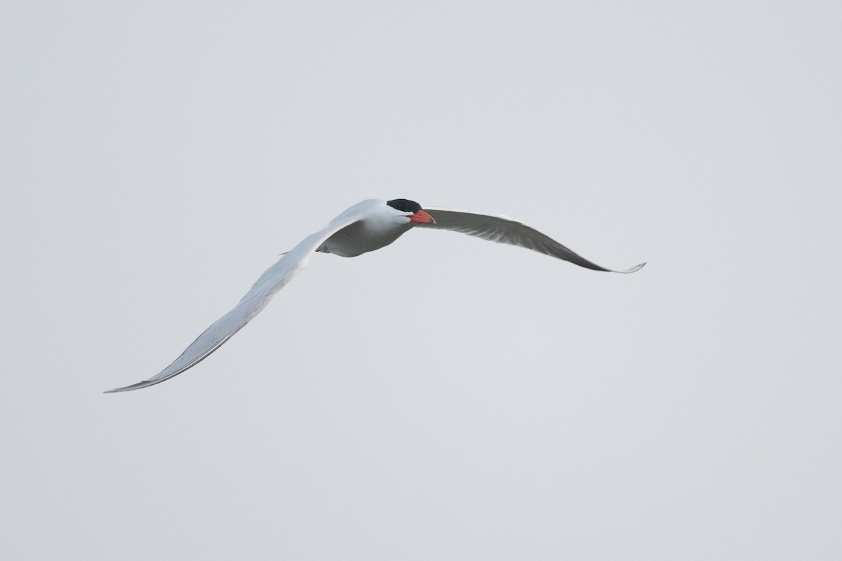 Caspian Tern - ML616436213