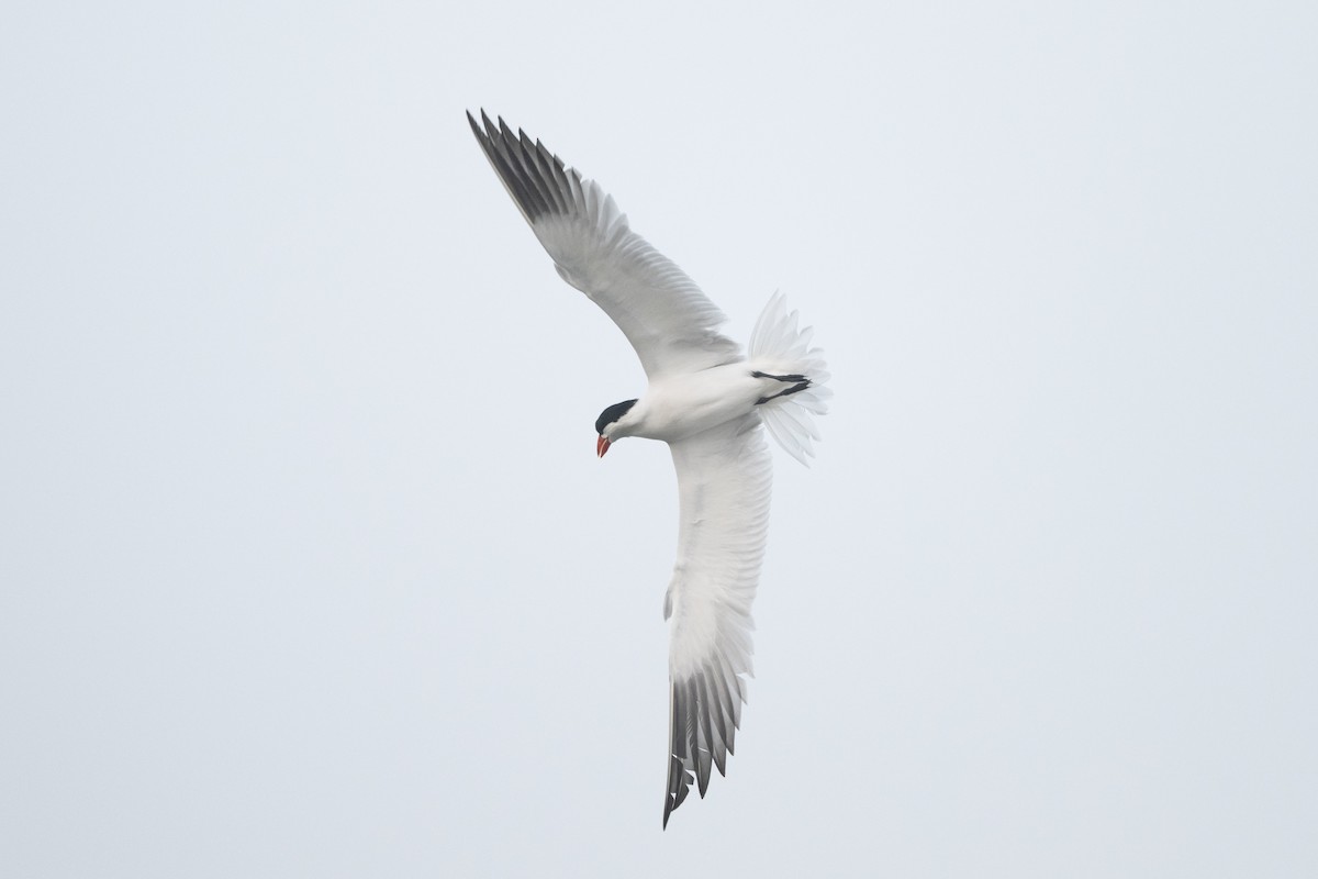 Caspian Tern - ML616436214