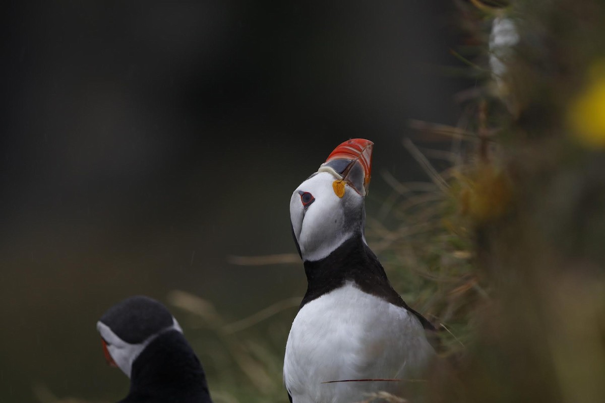 Atlantic Puffin - ML616436233