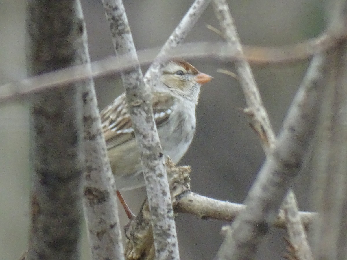 White-crowned Sparrow - Karl Sineath
