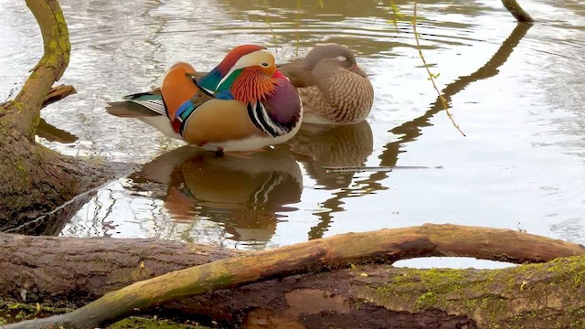 Mandarin Duck - ML616436353