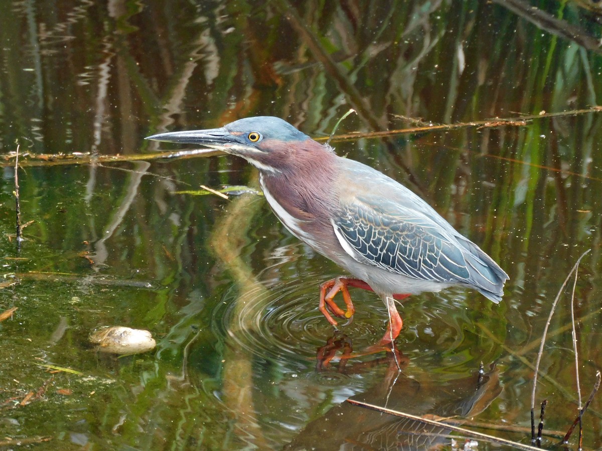 Green Heron - ML616436367