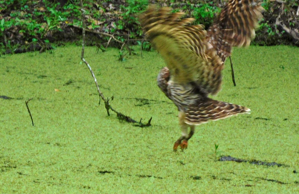 Barred Owl - ML616436373