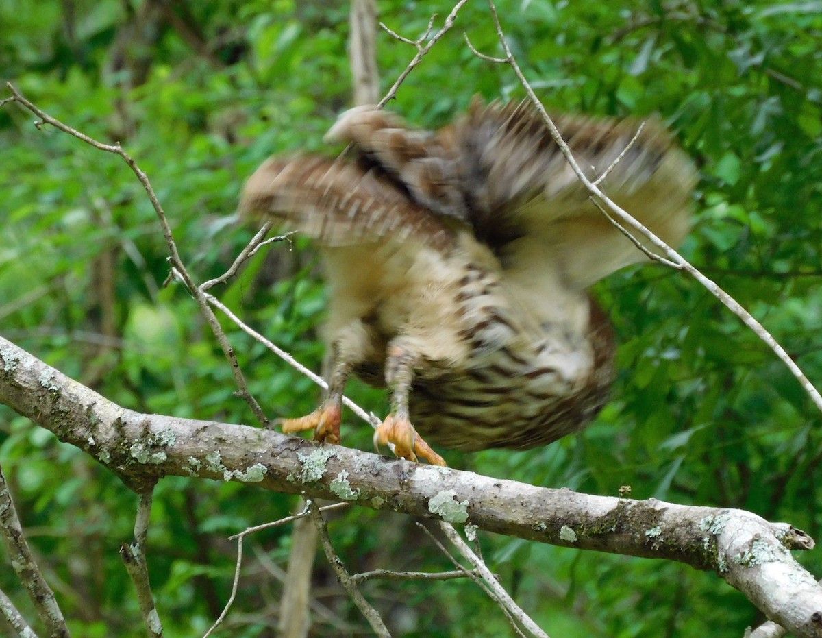 Barred Owl - ML616436374