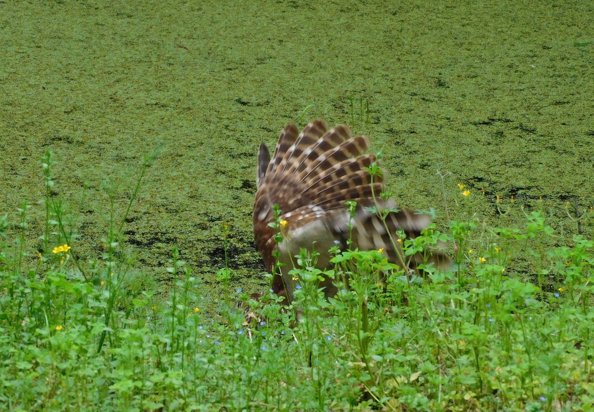 Barred Owl - ML616436376