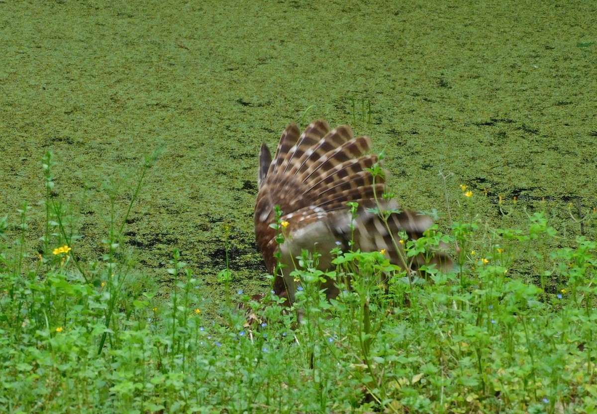 Barred Owl - ML616436376