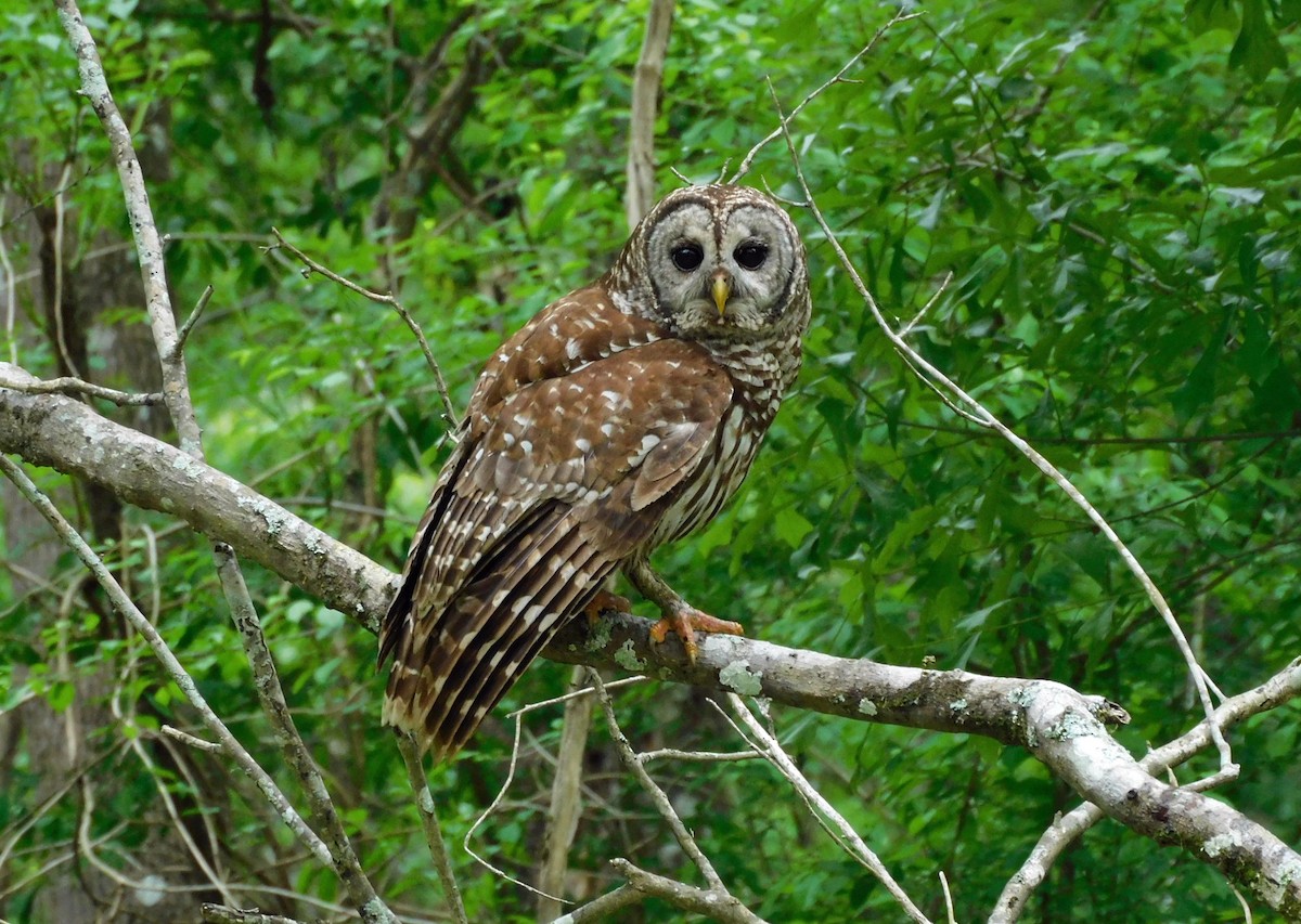 Barred Owl - ML616436377