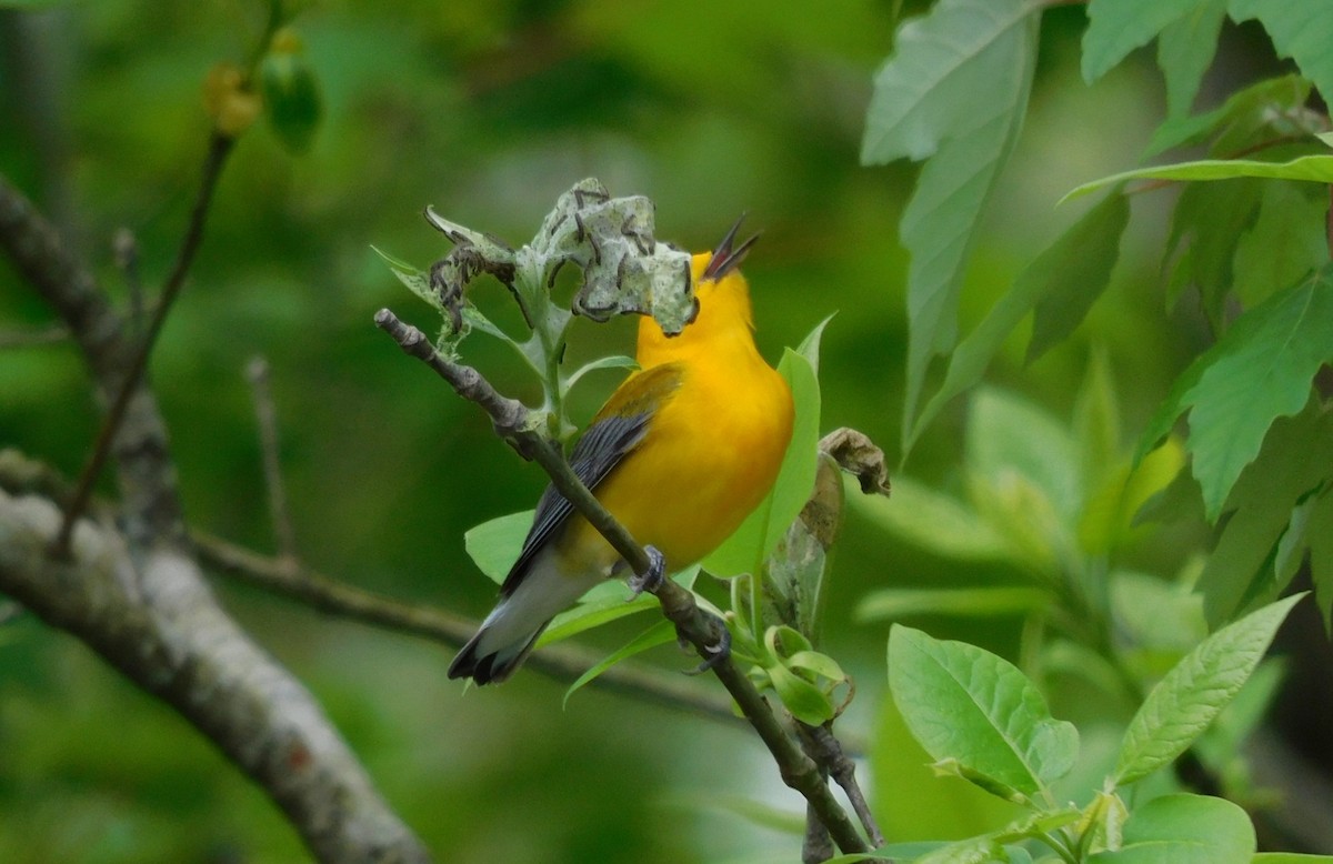 Prothonotary Warbler - Kathy Rhodes