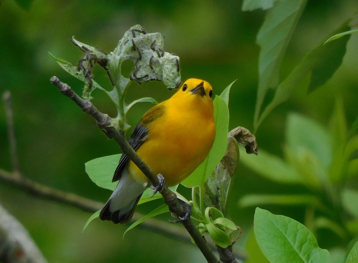 Prothonotary Warbler - ML616436397