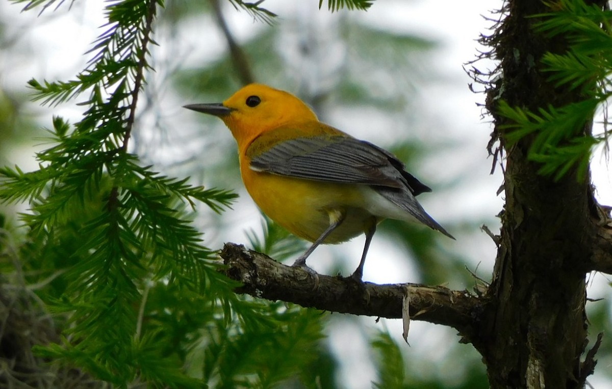 Prothonotary Warbler - ML616436406