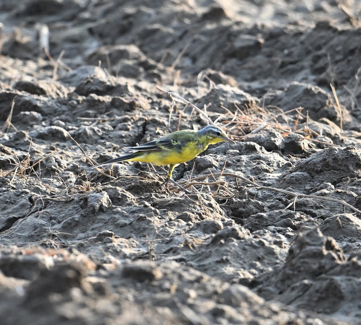 Western Yellow Wagtail (beema) - ML616436433