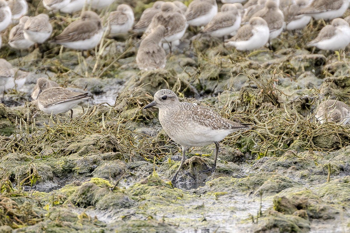 Black-bellied Plover - ML616436445