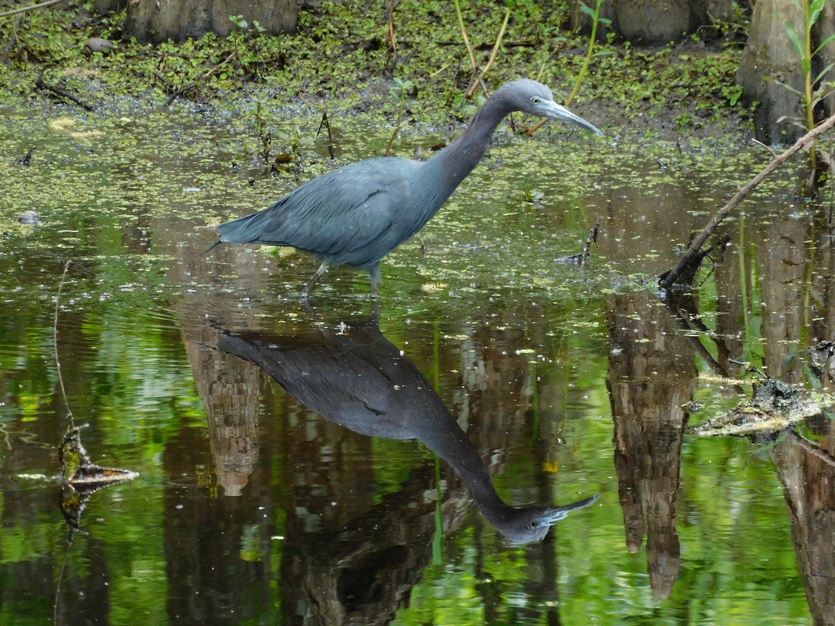 Little Blue Heron - ML616436464