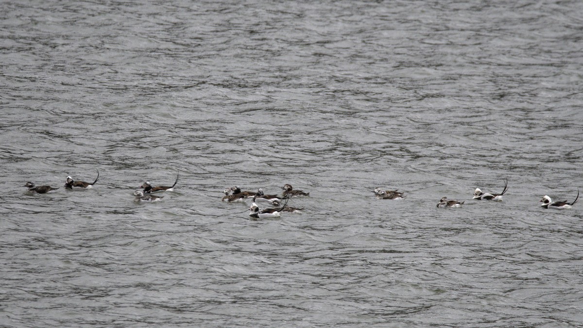 Long-tailed Duck - ML616436484